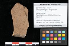 Foto (Objekt + Etikett) von Chana parschlugiana Ettingshausen (NHMW-GEO-2024-0188-0104)